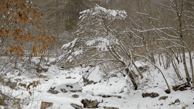 소나무가 있는 눈 덮인 숲