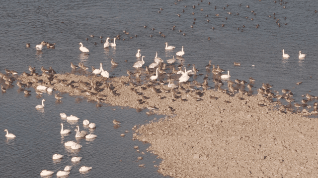 Flock of birds gathered by river