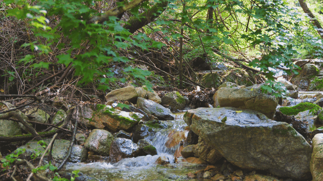 햇살이 비치는 고요한 숲 속 계곡