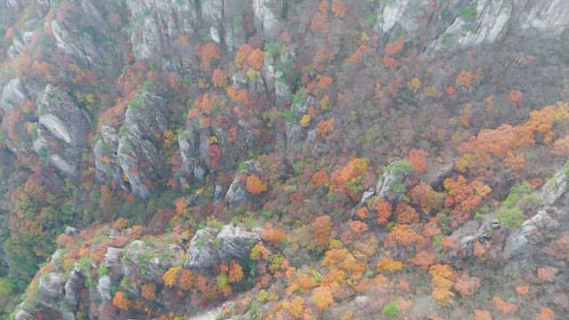 Colorful autumn foliage on rocky mountains