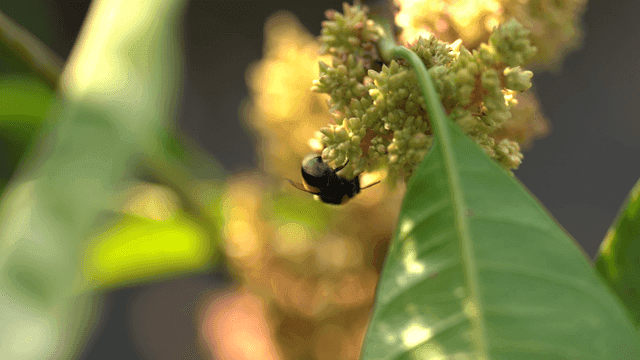 Bumblebees collecting nectar from flowers