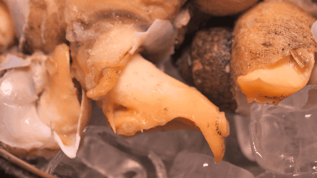 Whelk placed on ice