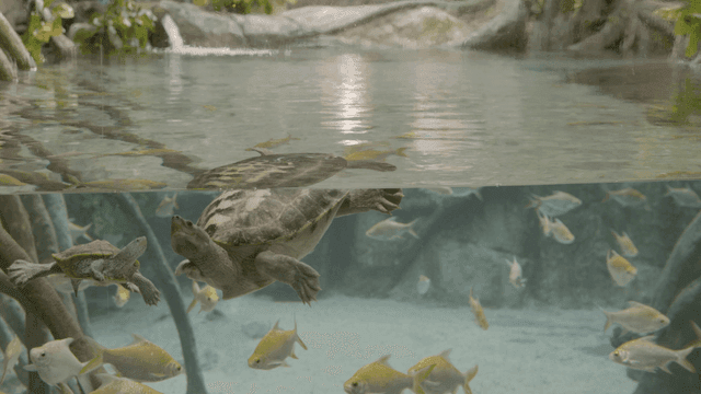 Fish and turtles swimming in clear aquarium