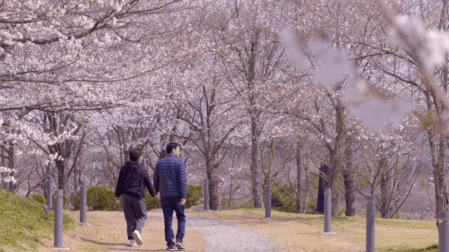 공원 길을 따라 늘어선 벚꽃 나무