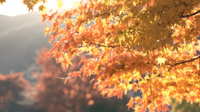 Autumn leaves glowing in sunlight