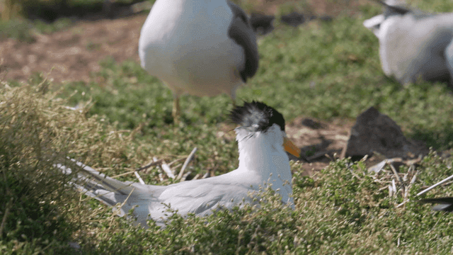 Seagulls resting on a grassy field