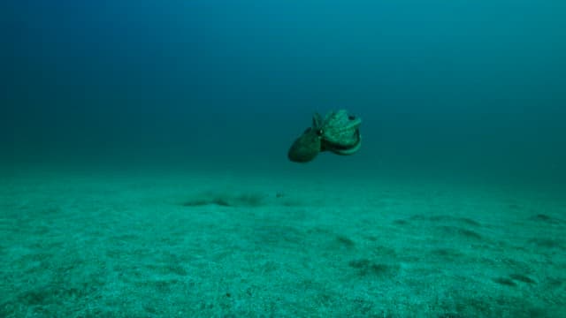 물속의 문어와 돌고래
