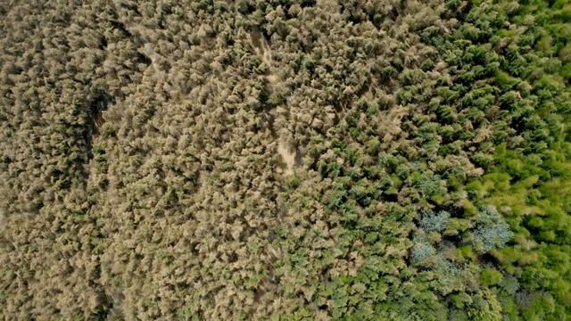 Dense forest with a narrow path