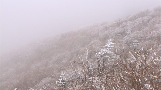 Snow-covered trees on a foggy mountains