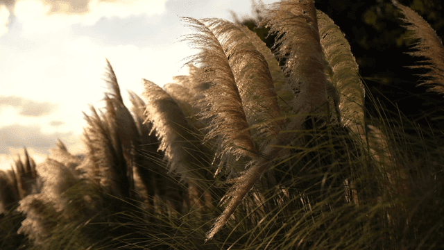 저녁 햇빛 맞으며 바람에 흔들리는 가을 억새