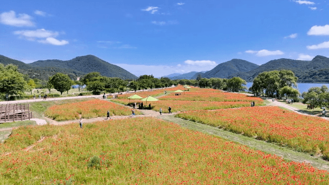 맑은 하늘 아래 꽃밭