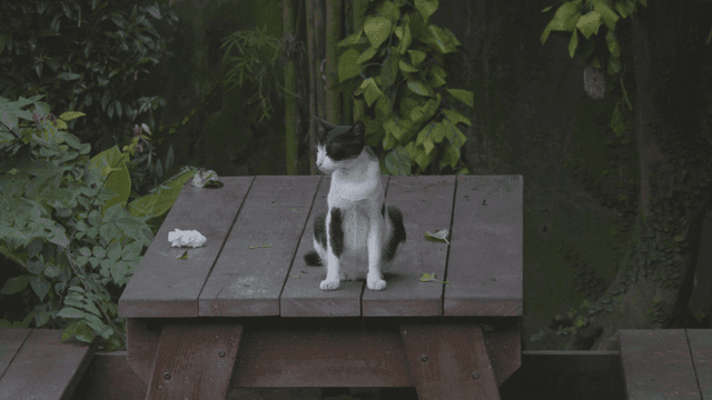 나무 테이블 위에 앉아 있는 흰검 얼룩 고양이