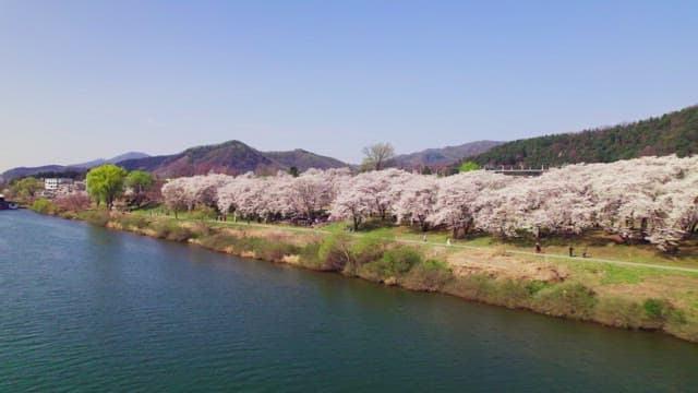 Cherry blossoms along a riverside path