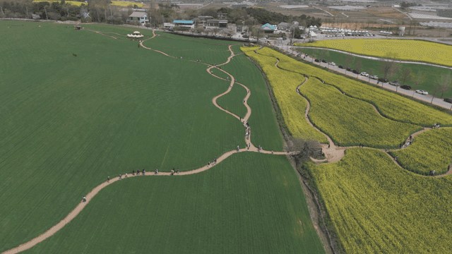 Wide green and yellow field with road.