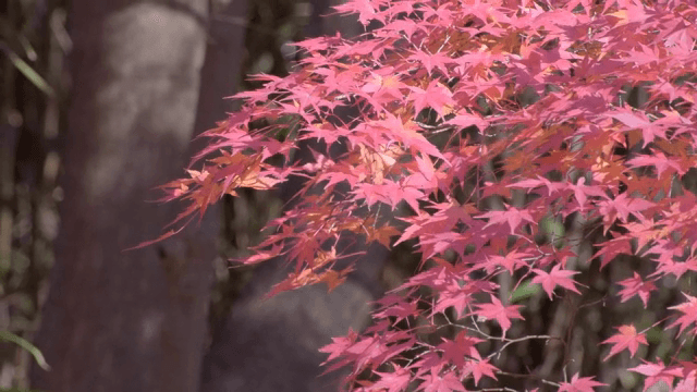 햇빛 속의 선명한 붉은 단풍잎