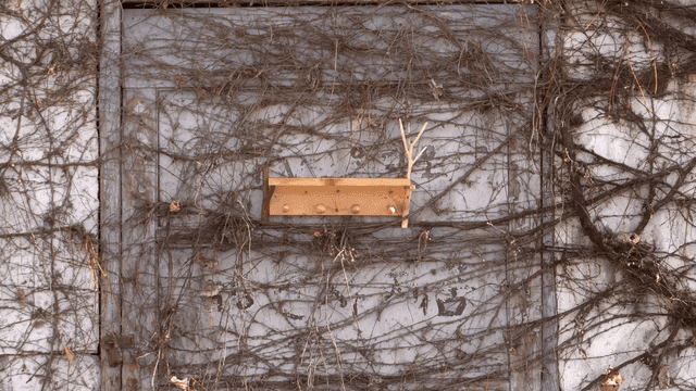 마른 덩굴로 덮인 벽에 놓인 나무 선반