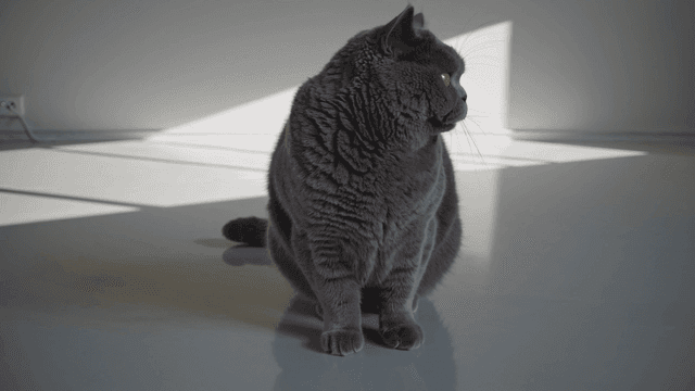 Gray cat sitting inside house
