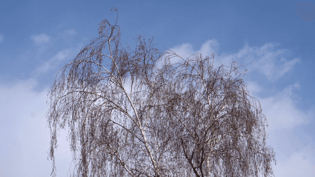 푸른 하늘을 배경으로 한 겨울 나뭇가지