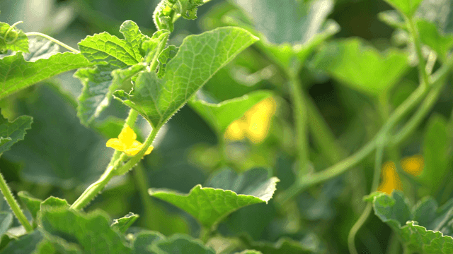 Bumblebees on flowering plants in garden