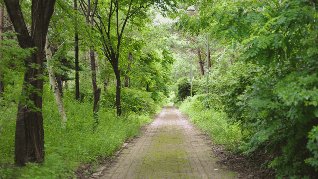 나무로 둘러싸인 고요한 숲길