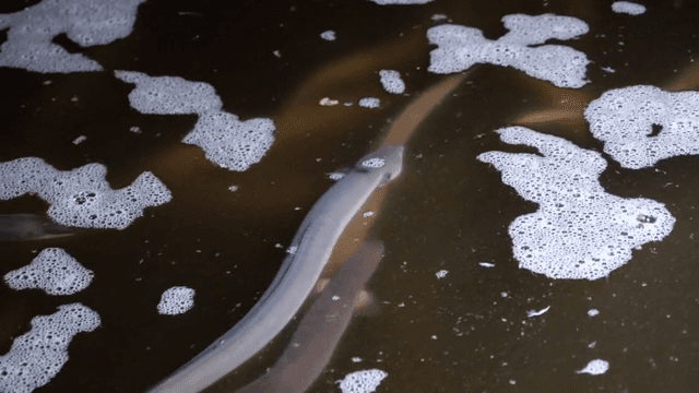 수조 안을 헤엄치는 장어