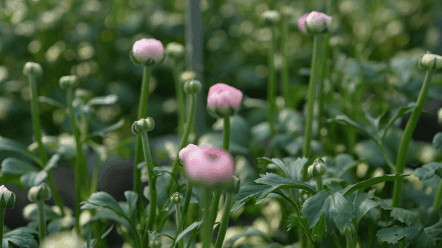 Pink flowers blooming in a garden