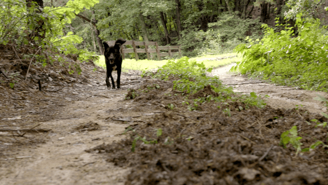 Dogs running on a forest path