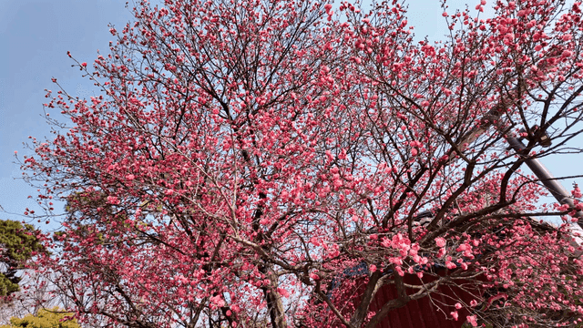 Red plum trees blooming in spring