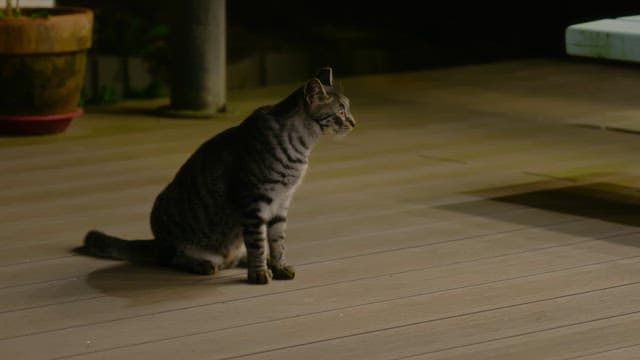 Cat sitting and walking on a wooden deck