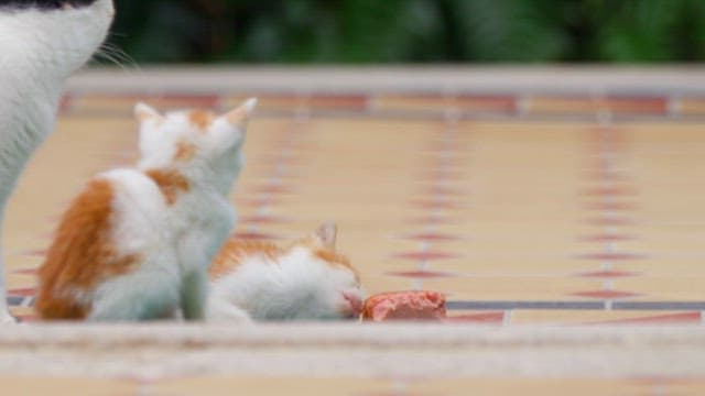 야외에서 어미 고양이와 새끼들