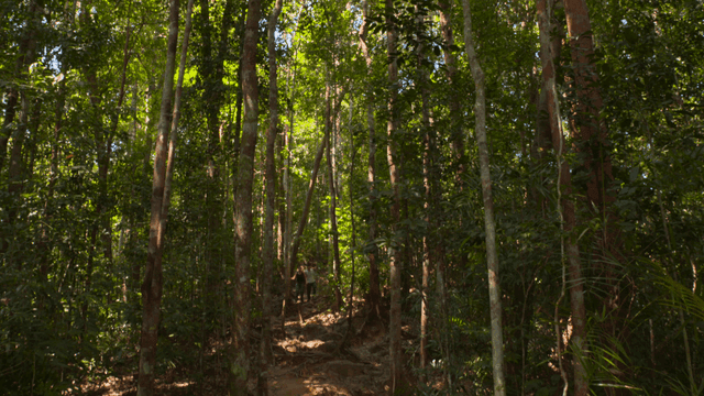 우거진 숲에서 내려오는 사람들