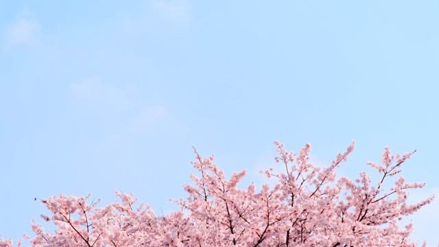 Cherry Blossoms Filling the Sky