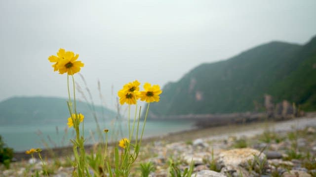 Yellow Flowers on the Beach Surrounded by Mountains