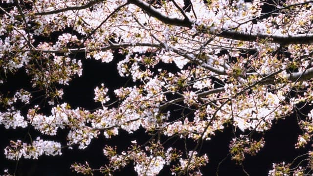 Cherry blossoms at night