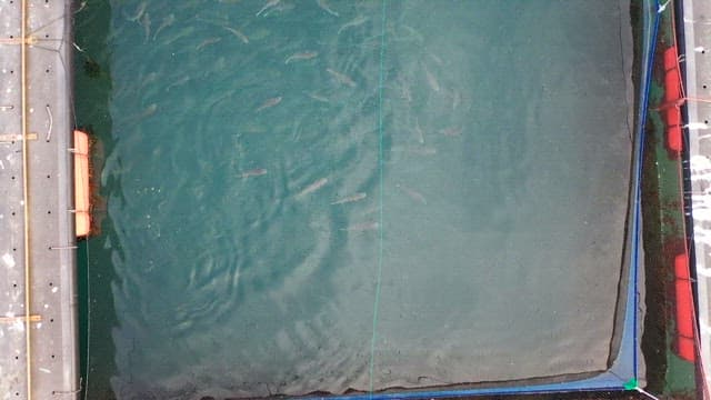 바다 위에 있는 네모난 양식장들