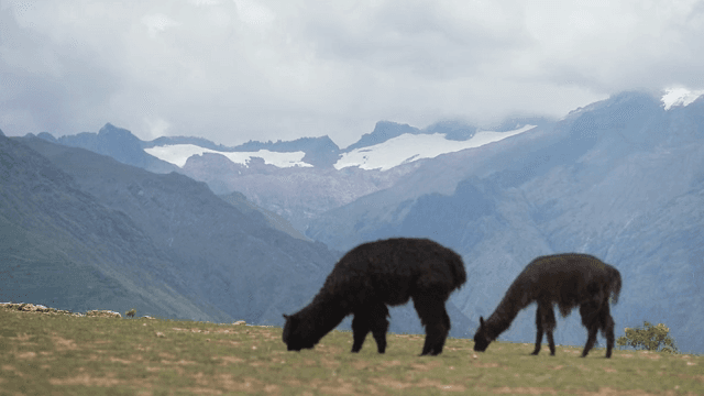 산악 풍경에서 풀을 뜯는 알파카들