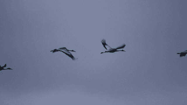 Cranes flying in cloudy sky