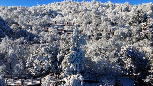 People waling on wooden trails winding through a snowy forest