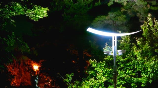 Park at night with modern streetlights illuminating the trees