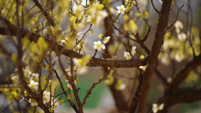 나뭇가지에 피어나는 꽃들
