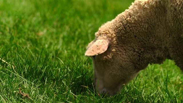 Sheep grazing on lush green grass in the daylight