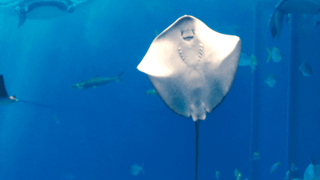 Stingrays swimming in aquarium
