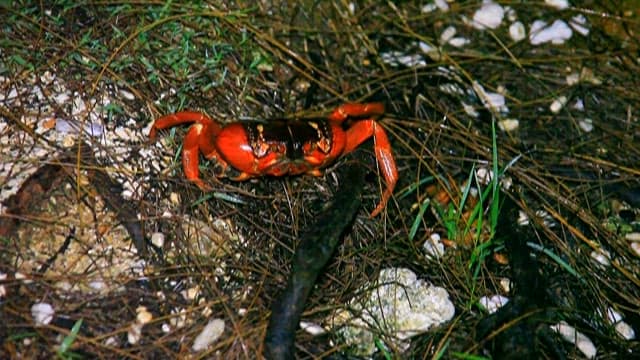 Red Crab Navigating Forest Floor