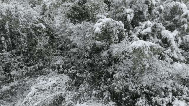 눈 내리는 숲의 풍경