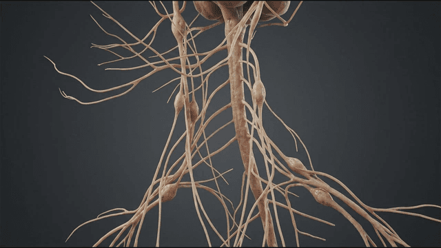 Detailed view of the human nervous system