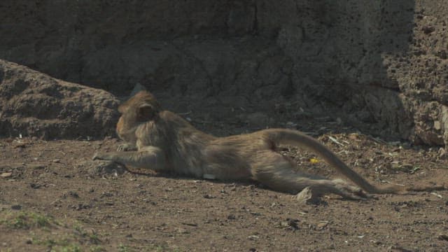 Monkey Crawling Hard on the Dirt Floor