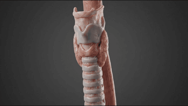 Detailed view of human larynx anatomy