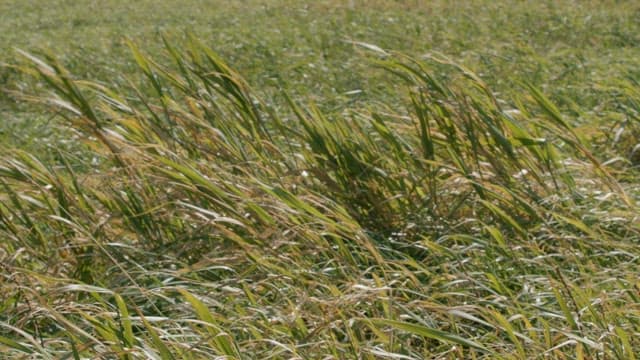 Serene Grass Field in the Daytime