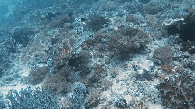 조용한 바닷속을 여유롭게 유영하는 거북이