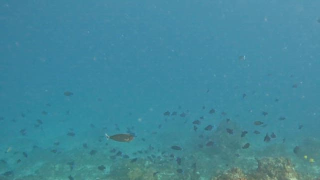 School of fish swimming in the ocean